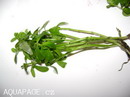 Water Hyssop